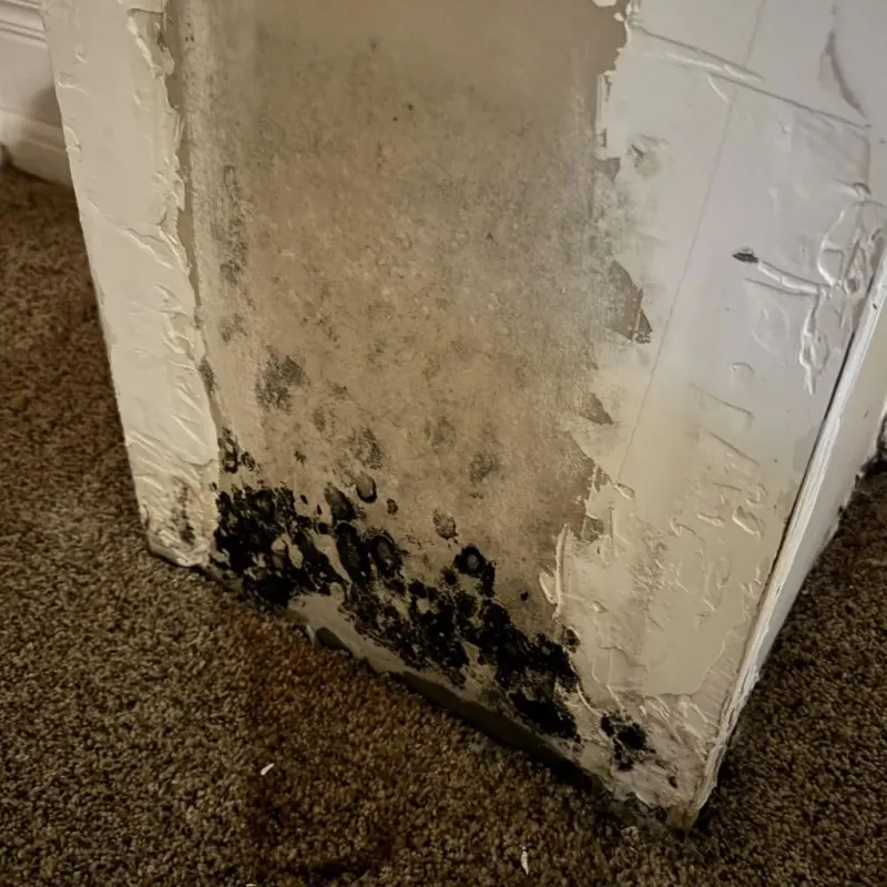 Professional Mold Removal in Primera, TX